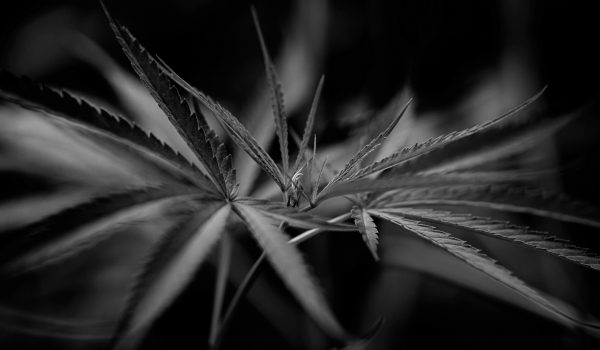 Cannabis marijuana leaf closeup dark background. leaves of a marijuana